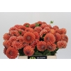 Dahlia Cornel Bronze