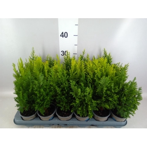 Conifers   ...