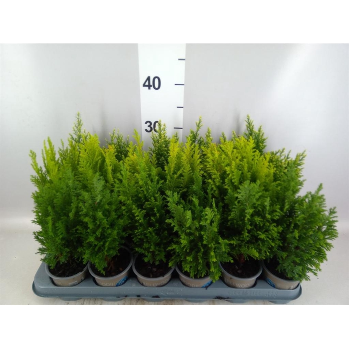 <h4>Conifers   ...</h4>