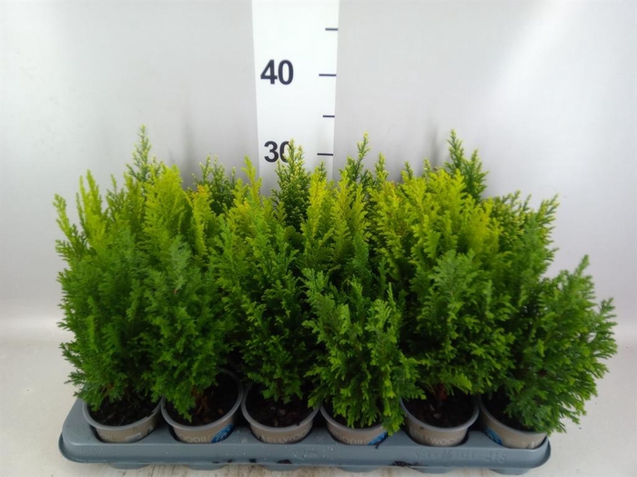Conifers   ...