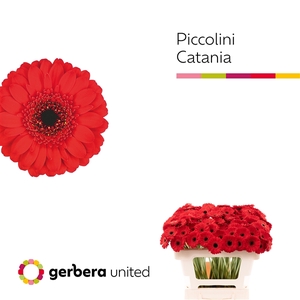 Ge Mi Piccolini Catania United