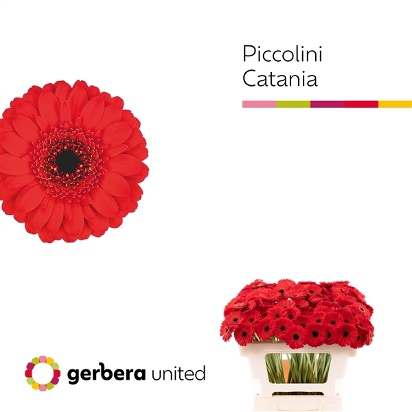 <h4>Ge Mi Piccolini Catania United</h4>