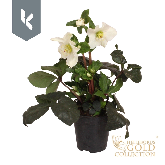 <h4>HGC Helleborus Ice N Roses White</h4>