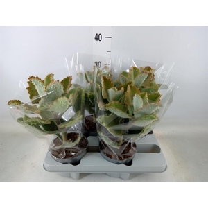 Kalanchoe NF beharensis