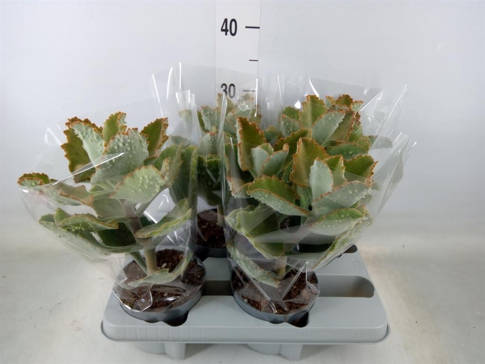 <h4>Kalanchoe NF beharensis</h4>
