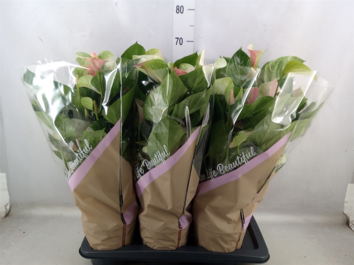 <h4>Anthurium andr. 'Fantasy Love'</h4>