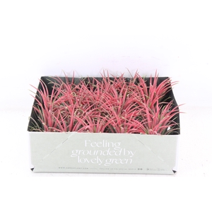 arr3 CP - Till. Ionantha rood x20