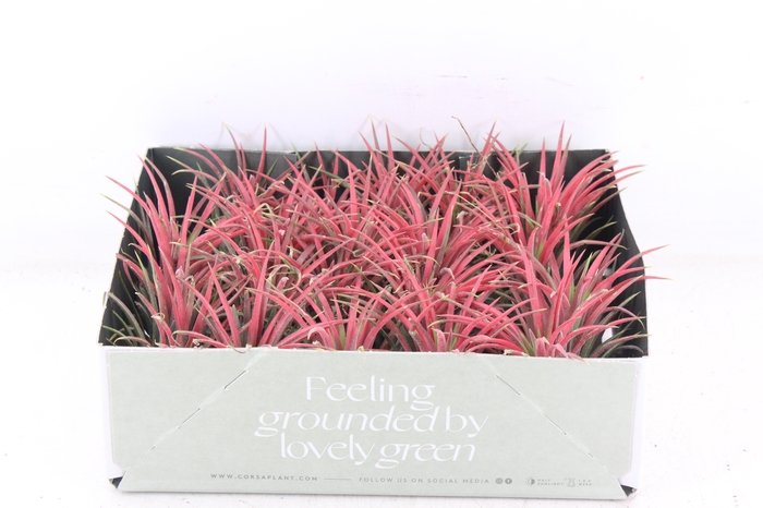 <h4>arr3 CP - Till. Ionantha rood x20</h4>