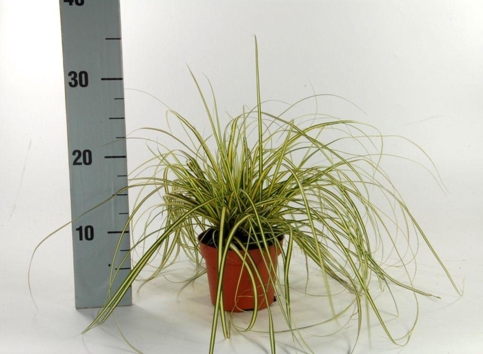 <h4>Carex 'Evergold' p12</h4>