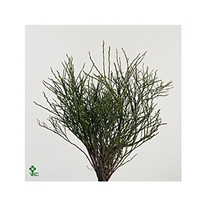 VACCINIUM (BOSBES)
