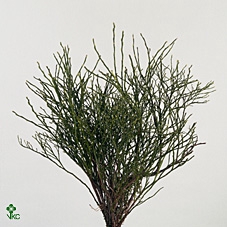 <h4>HEIDELBEER IN ZAK X5</h4>