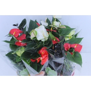 ANTHURIUM VARIADO P09