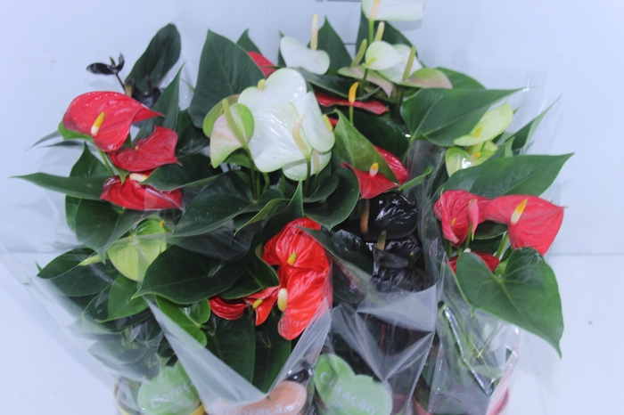 ANTHURIUM VARIADO P09