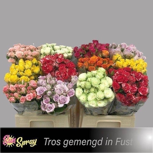 Rosa spray mix in bucket
