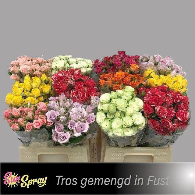 <h4>Rosa spray mix in bucket</h4>