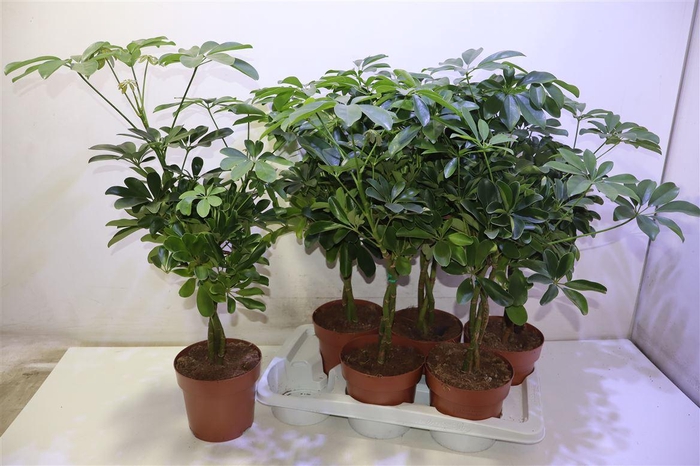 <h4>arr8 Schef Ar Nora</h4>