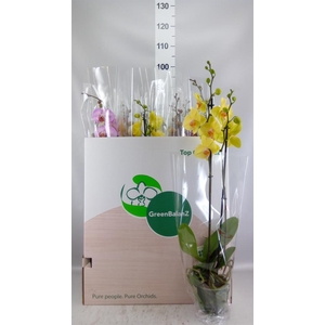 Phalaenopsis   ...mix