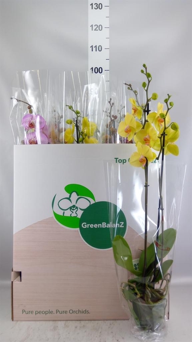 <h4>Phalaenopsis   ...mix</h4>