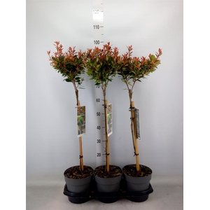 Photinia fraseri 'Chico'