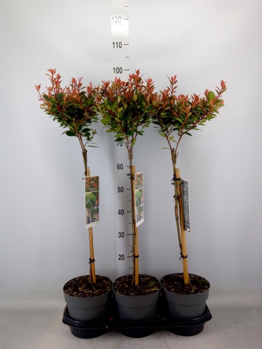 <h4>Photinia fraseri 'Chico'</h4>