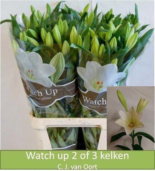 <h4>Li Lf Watch Up 3+ CJ Oort</h4>