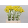 Allium Moly Jeannine