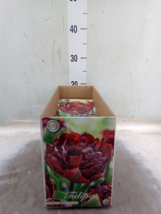 <h4>Tulipa   ...flowerbulbs</h4>