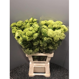 Viburnum Opulus Cm 70