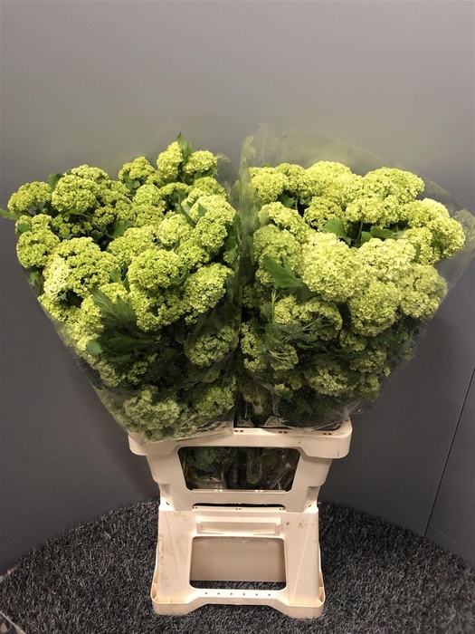 <h4>Viburnum Opulus Cm 70</h4>