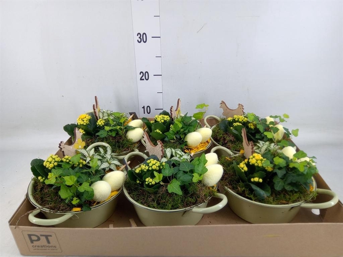 <h4>Arr. Pasen L%</h4>