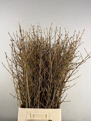 <h4>Forsythia Bs</h4>