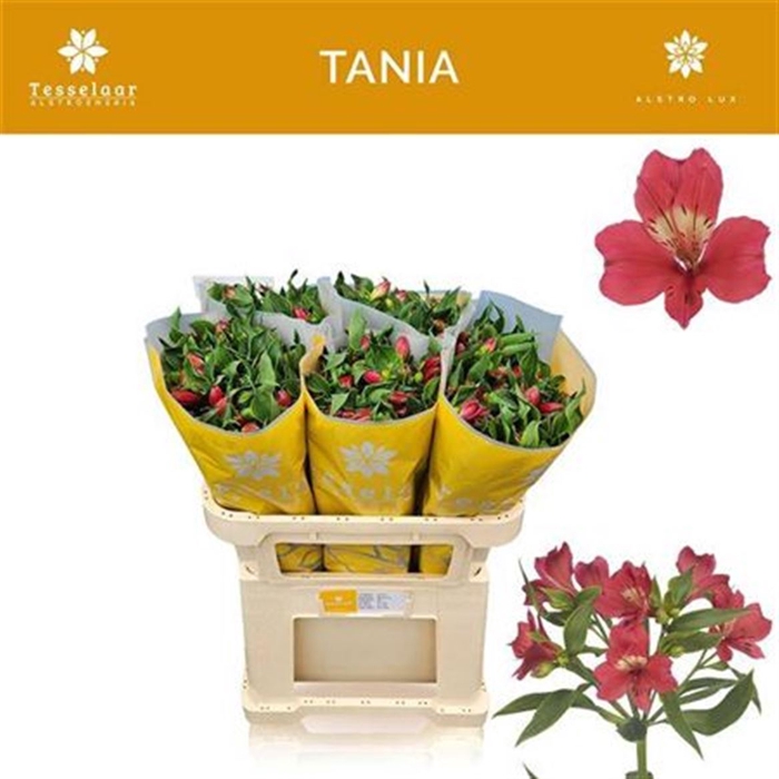 Alstr Tania