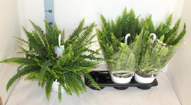 <h4>NEPHR EX SONATA</h4>