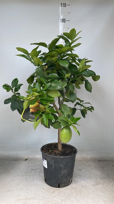 <h4>CITR LIMON</h4>