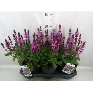 Salvia nemorosa