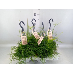 Rhipsalis baccifera 'Oasis'