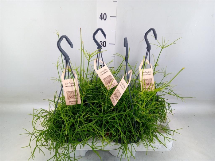 <h4>Rhipsalis baccifera 'Oasis'</h4>