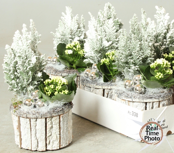 <h4>ARR KAMERPL</h4>