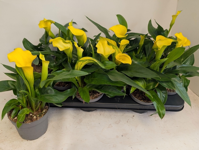 <h4>ZANT CAPT SOLO</h4>