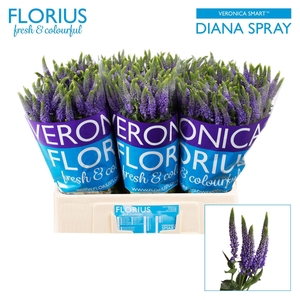 VERON SMART DIANA