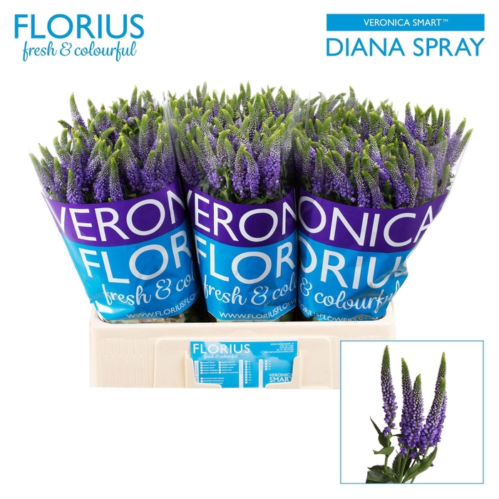 <h4>VERON SMART DIANA</h4>