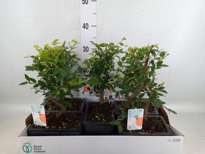 <h4>Bonsai   ...</h4>