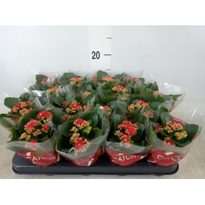 Kalanchoe blos. 'Calandiva Rubio'