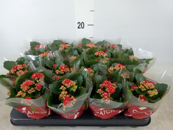 <h4>Kalanchoe blos. 'Calandiva Rubio'</h4>