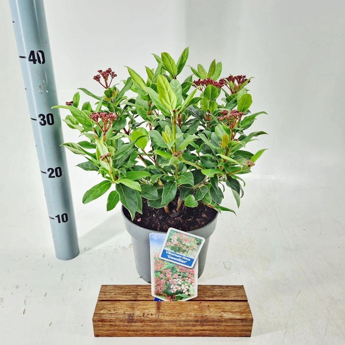 <h4>Viburnum tinus Gwenllian</h4>
