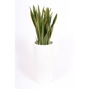 Sansevieria Laurentii in Santorini pot 