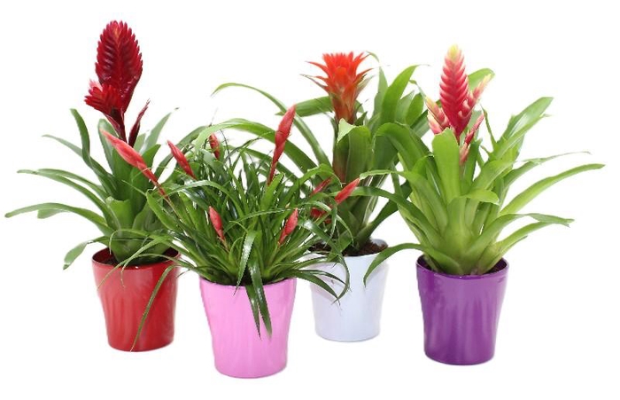 Bromelia overig gemengd 10 soorten keramiek Adventure Coco Mix