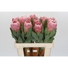 Protea Penny Pink