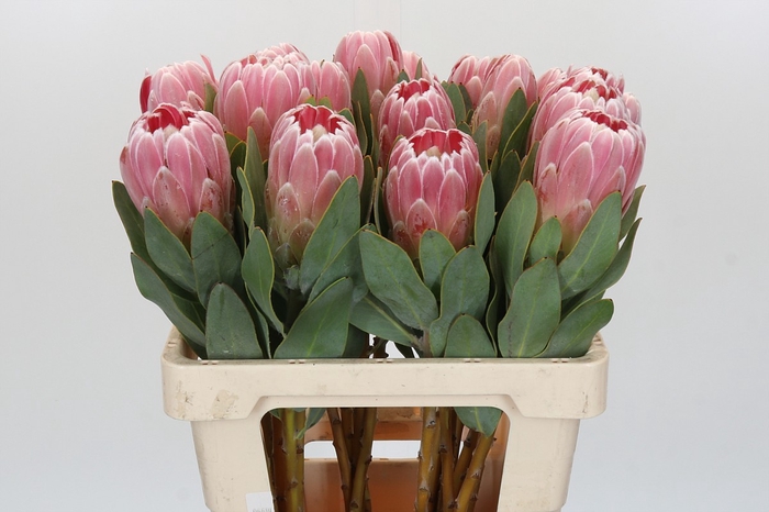 Protea Penny Pink