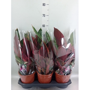 Stromanthe sanguin. 'Triostar'